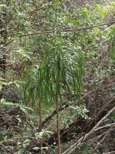 Dracaena forbesii observed 2021-09-04