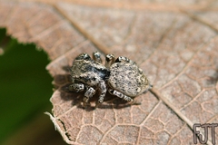 Habronattus cambridgei