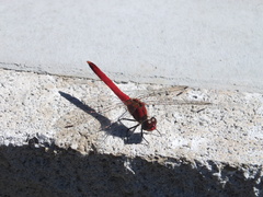Sympetrum darwinianum