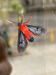 Cosmosoma myrodora