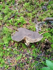 Helvellaceae