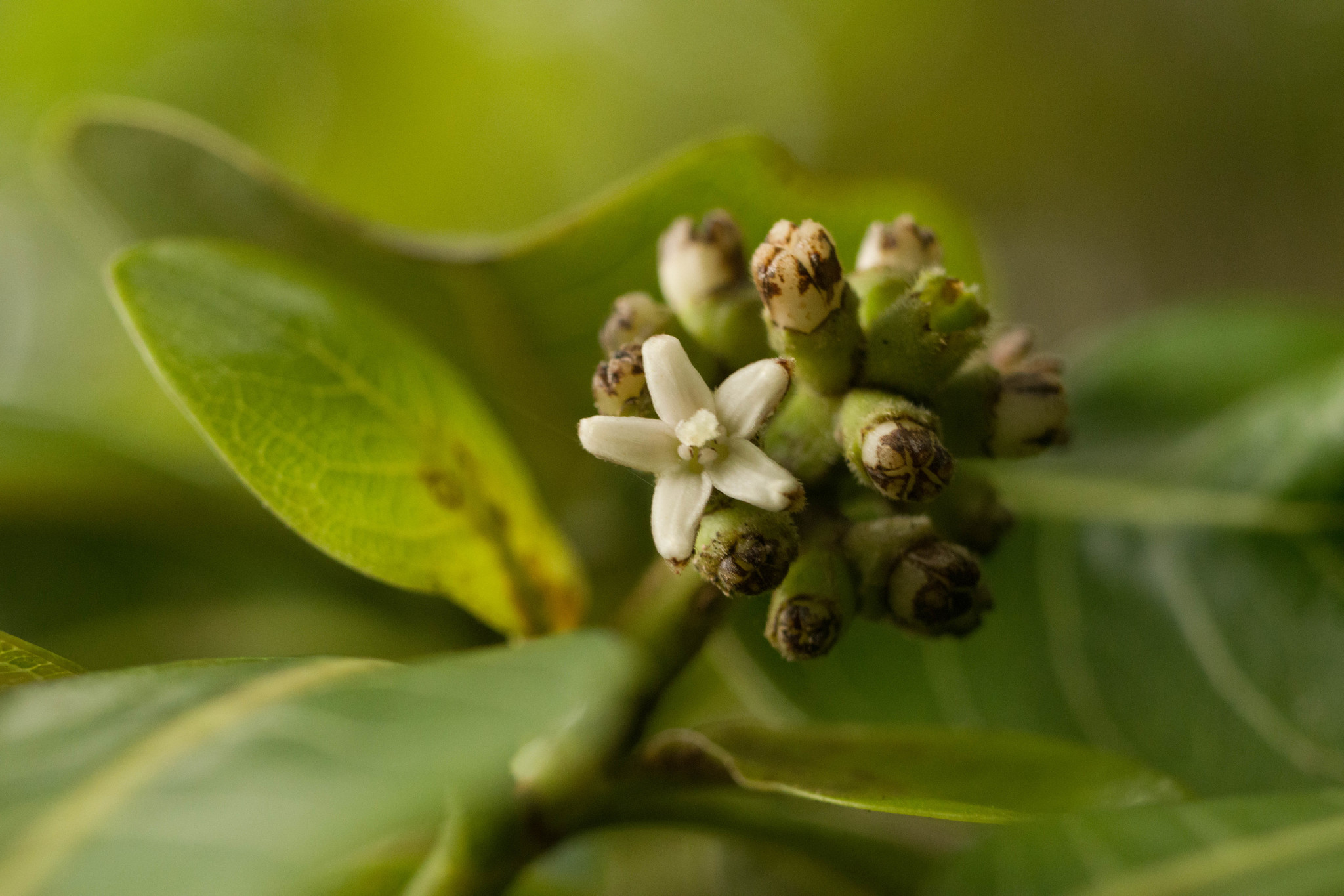 Psychotria hathewayi var. brevipetiolata