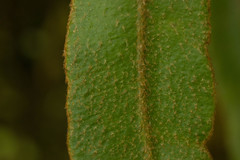 Elaphoglossum paleaceum