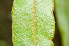 Elaphoglossum paleaceum