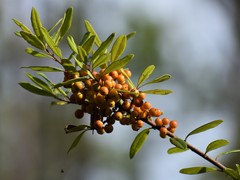Ilex myrtifolia