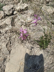 Polygala major