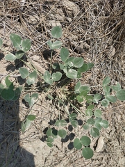Hedysarum candidum