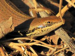 Trachylepis depressa