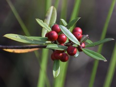 Ilex myrtifolia