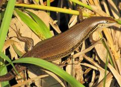 Trachylepis depressa