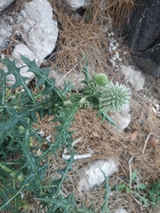 Echinops armatus