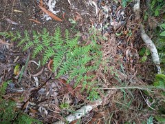 Pteridium aquilinum decompositum