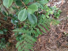 Pteridium aquilinum decompositum