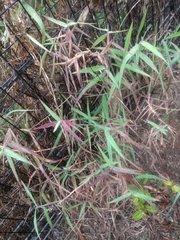 Melinis minutiflora