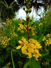Galphimia glauca