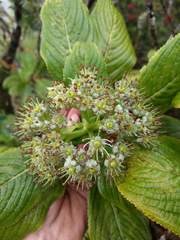 Hydrangea arguta