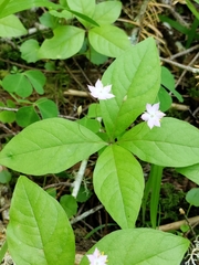 Lysimachia latifolia