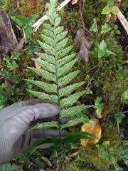 Asplenium lobulatum