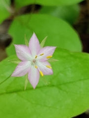 Lysimachia latifolia
