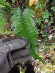 Asplenium lobulatum