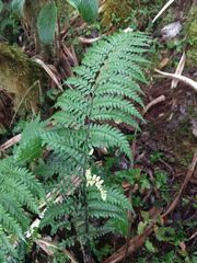 Asplenium acuminatum
