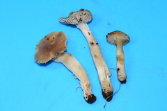 Cuphophyllus colemannianus