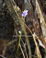 Burmannia biflora