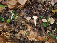 Cuphophyllus colemannianus