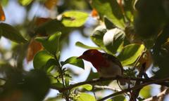 Anaplectes rubriceps rubriceps