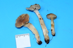 Cuphophyllus colemannianus