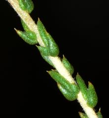 Aspalathus microphylla