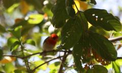 Anaplectes rubriceps rubriceps