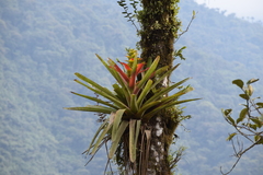 Guzmania squarrosa