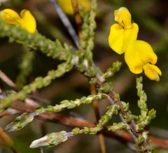 Aspalathus microphylla