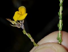 Aspalathus microphylla