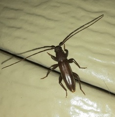 Geropa concolor