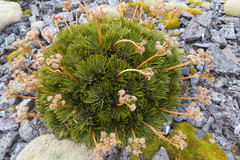 Aciphylla crosby-smithii