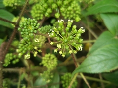 Aralia armata