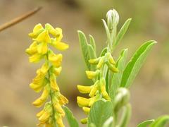 Eriosema psoraleoides