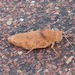 Common Toadhopper - Photo (c) Kenneth Bader, some rights reserved (CC BY-NC), uploaded by Kenneth Bader
