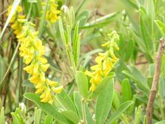 Eriosema psoraleoides