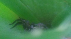 Aglaoctenus oblongus