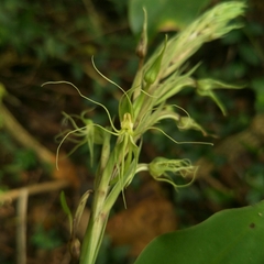 Habenaria pantlingiana