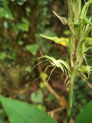 Habenaria pantlingiana