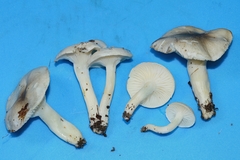 Hygrophorus occidentalis