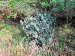 Opuntia stricta stricta