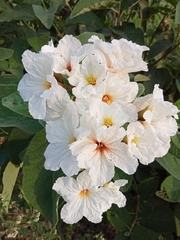 Cordia boissieri