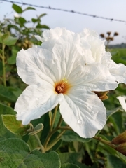 Cordia boissieri