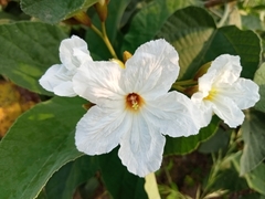 Cordia boissieri