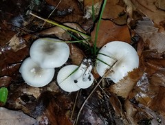 Hygrophorus occidentalis